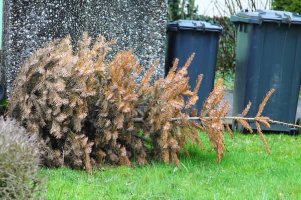 Here's how Katy-area residents can dispose of Christmas trees