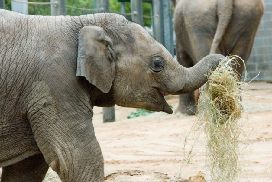 Houston Zoo announces June reopening with new reservation policy