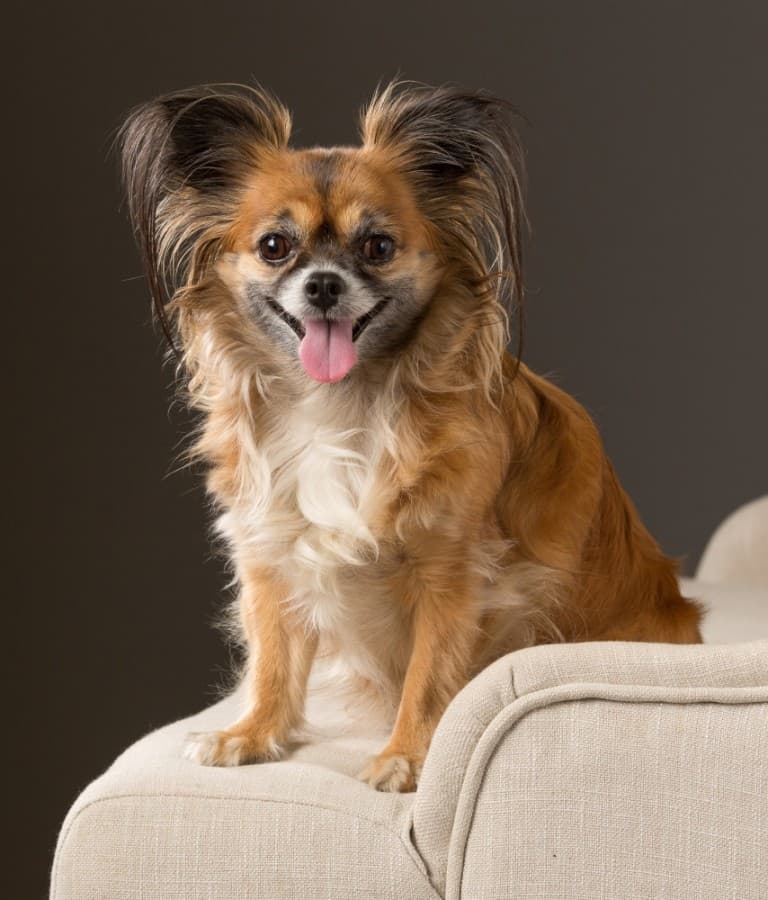 Bee Cave business owner launches fundraiser for the Austin Humane Society
