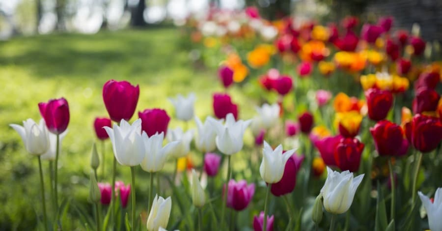 Tips for planting a garden in McKinney