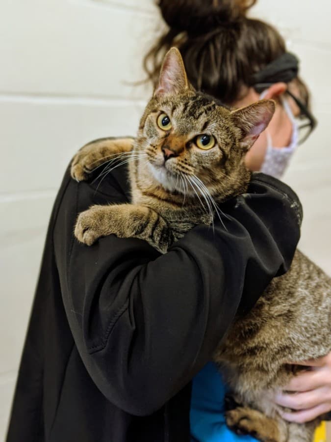 Harris County Pets announces free adoption days in August