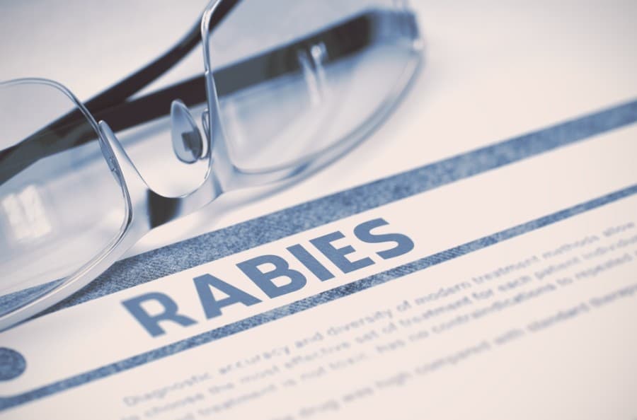 Frisco Animal Services issues alert after bat tests positive for rabies