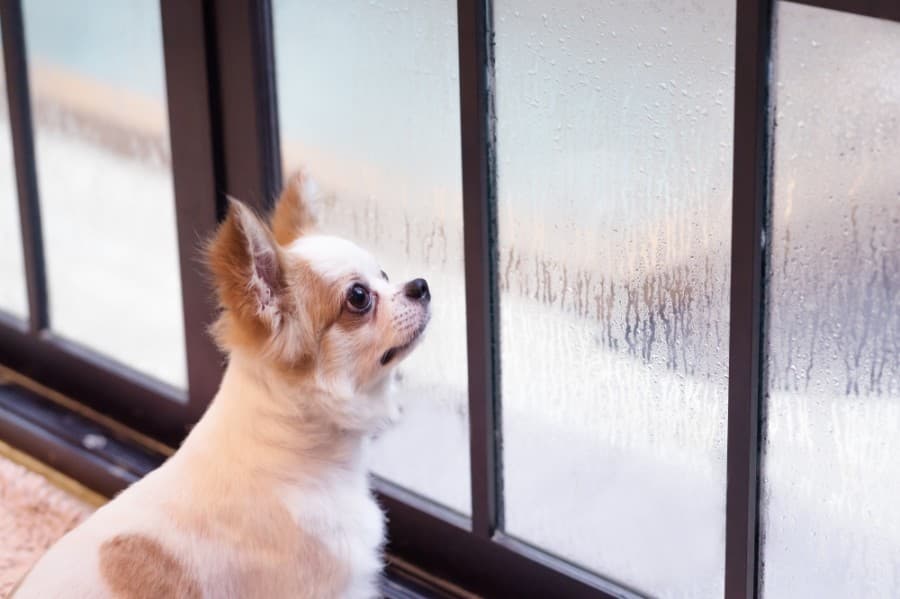 How to keep pets safe as Hurricane Laura approaches
