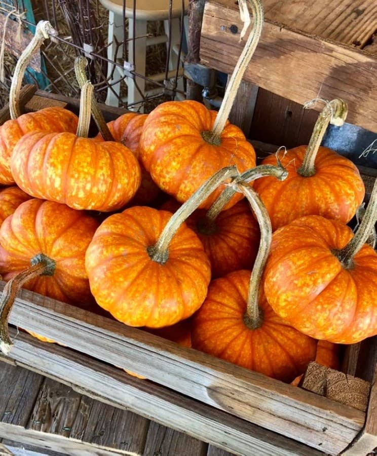 Hall's Pumpkin Farm in Grapevine celebrates 20-year anniversary