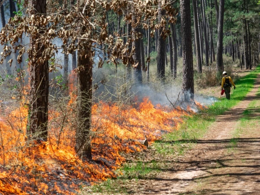 Prescribed burning planned Nov. 16-30 at W.G. Jones State Forest