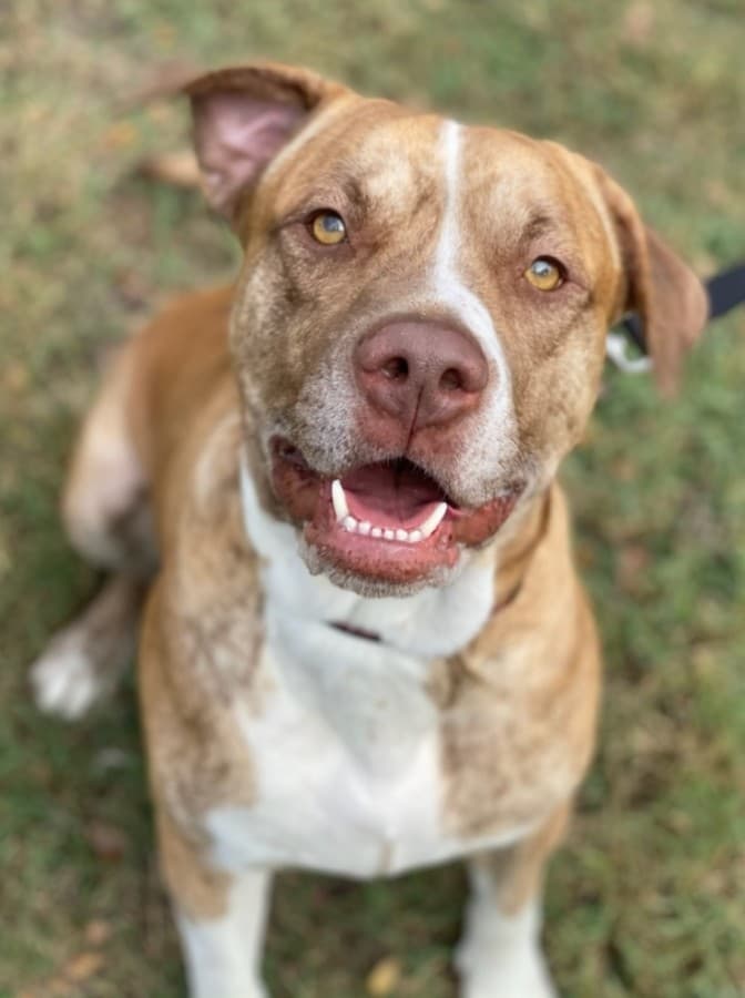 Banfield Pet Hospital opens new Katy location