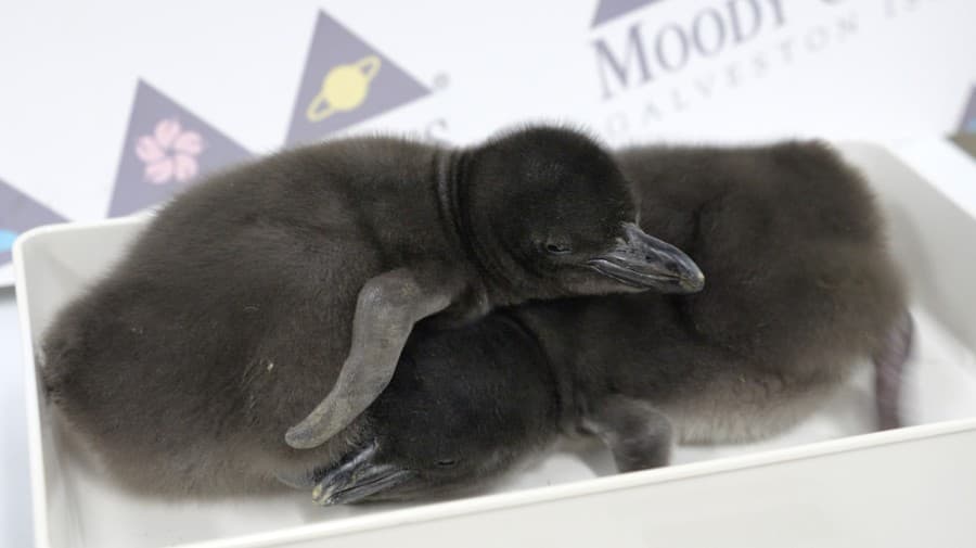 IMPACTS ROUNDUP: 3 new Bay Area businesses, plus penguins at Moody Gardens