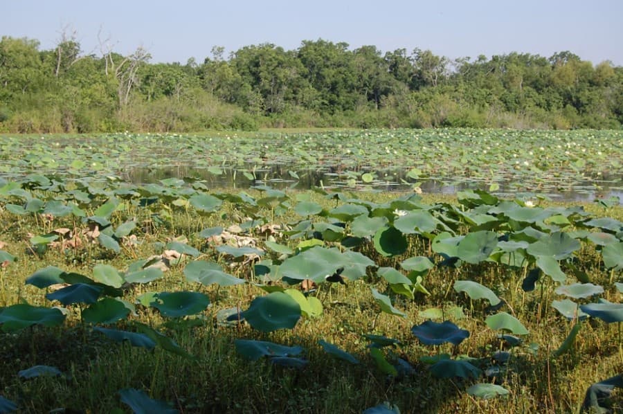 Cullinan Park Conservancy raises $287.5K for Phase 2 park improvements