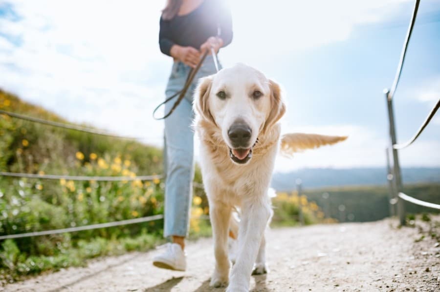 CityVet location now open in north Fort Worth