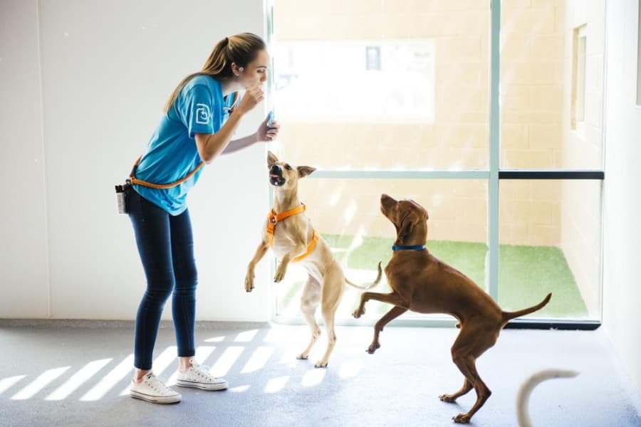 Dogtopia coming to Katy this summer