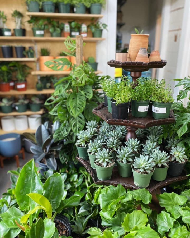 Indoor plant nursery Wet My Plant coming soon to Old Town Spring