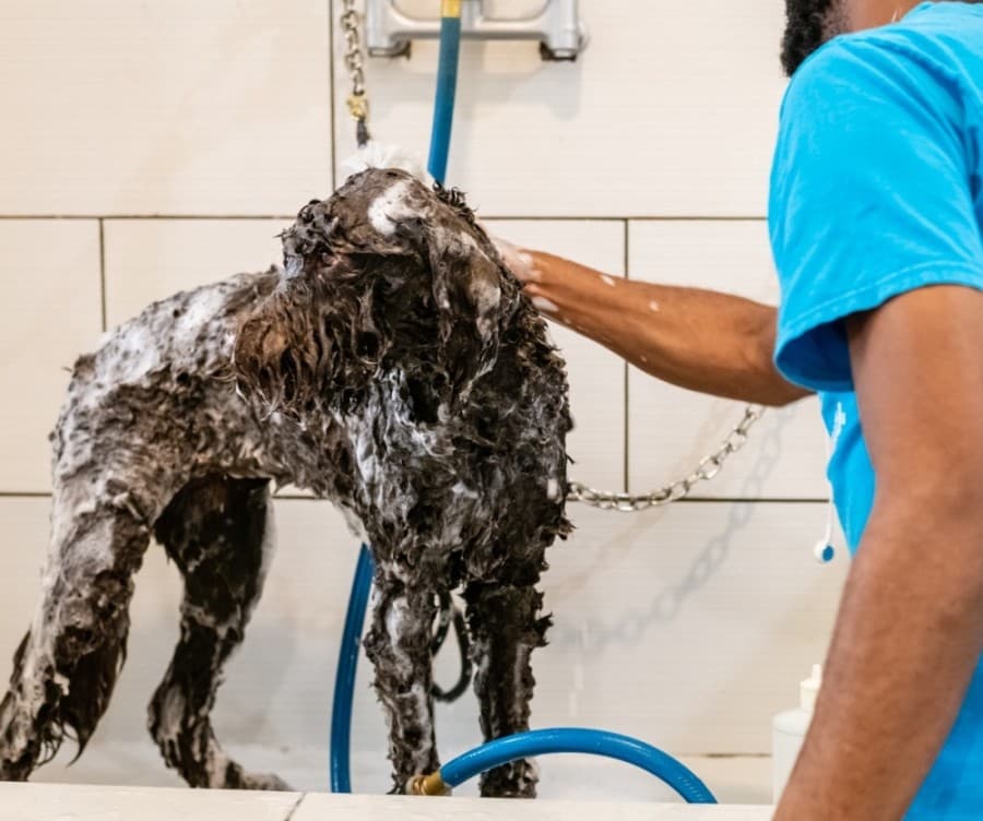 Lakeside Pet Groomers celebrates 5th anniversary in Plano