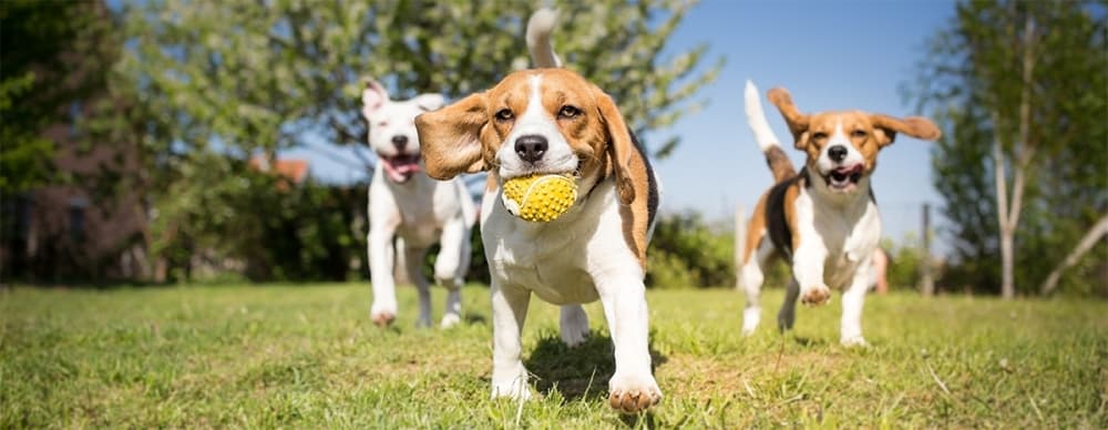 BARC Houston to reduce pet adoption fees with return of Empty the Shelter campaign