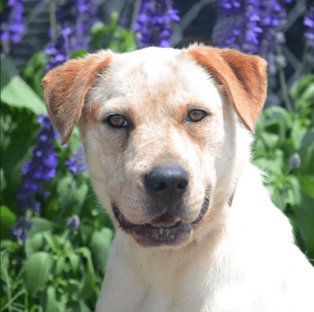 Austin Pets Alive seeks emergency foster homes for dogs recovering from distemper