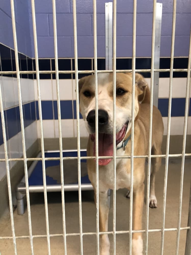 Maintaining no-kill status will require community support as intake outpaces adoptions at Austin Animal Center