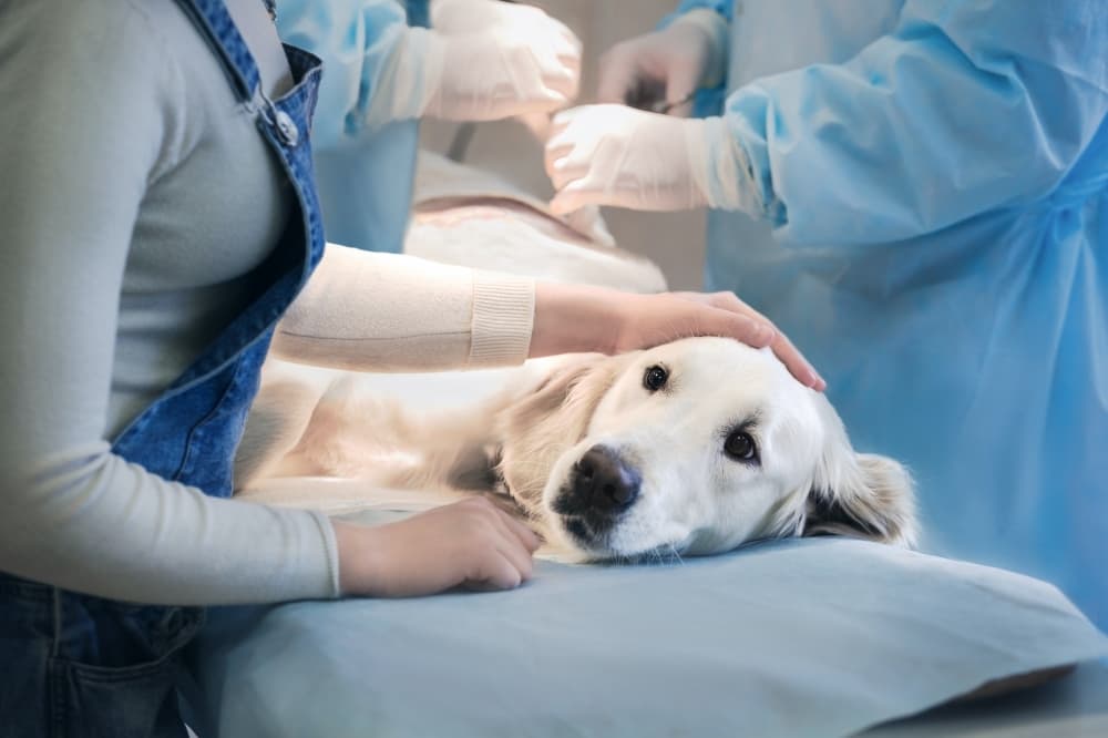 Permit approved for new emergency veterinary hospital in Flower Mound