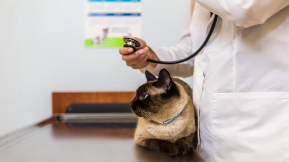 New Banfield Pet Hospital facility coming soon to McKinney