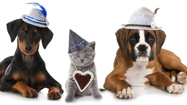 Dog-centered festival Barktoberfest to take place in Kemah, Oct. 9