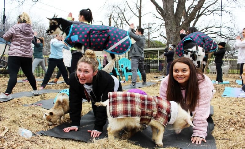 Goat yoga.