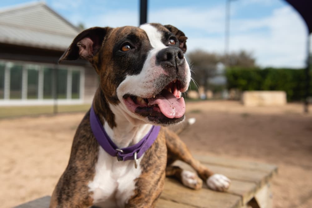 Williamson County Regional Animal Shelter to celebrate 15th birthday March 14