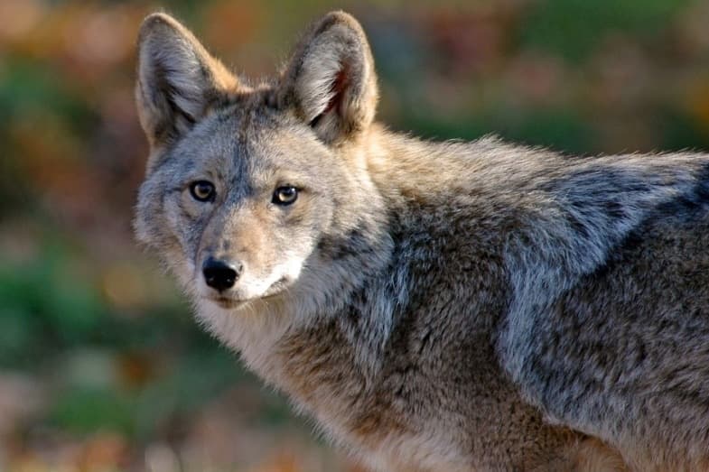 Dallas staff to unveil new coyote management plan on June 13