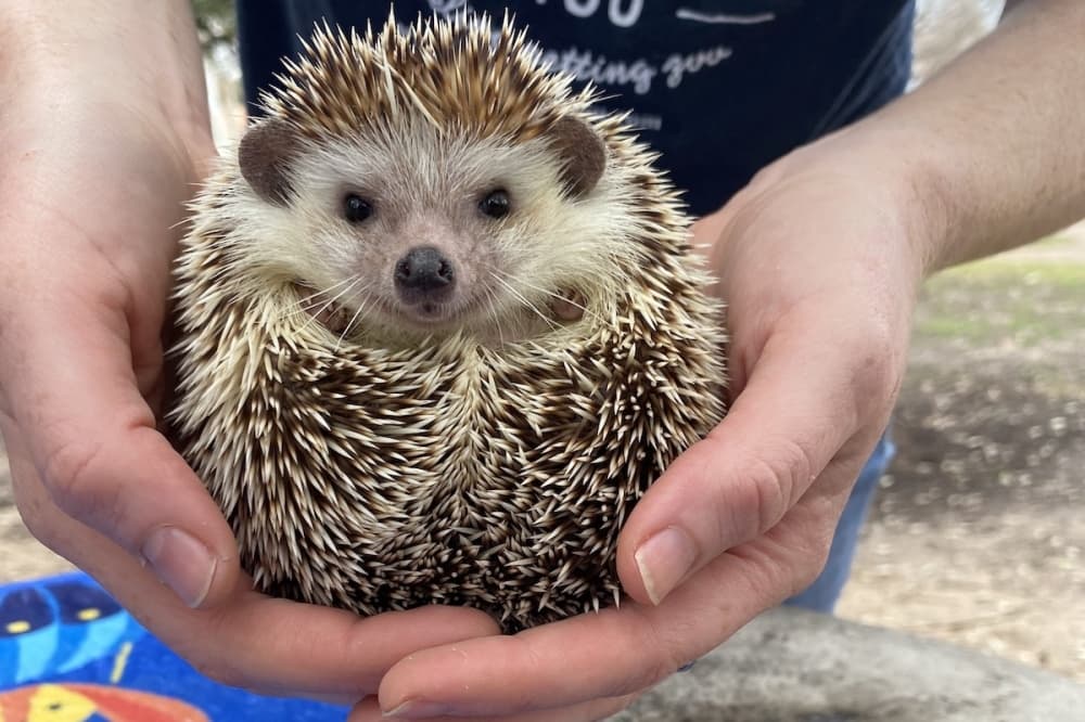 From tiny petting zoos to ‘The Full Monty’ musical: 8 Lake Travis-Westlake events to check out in July