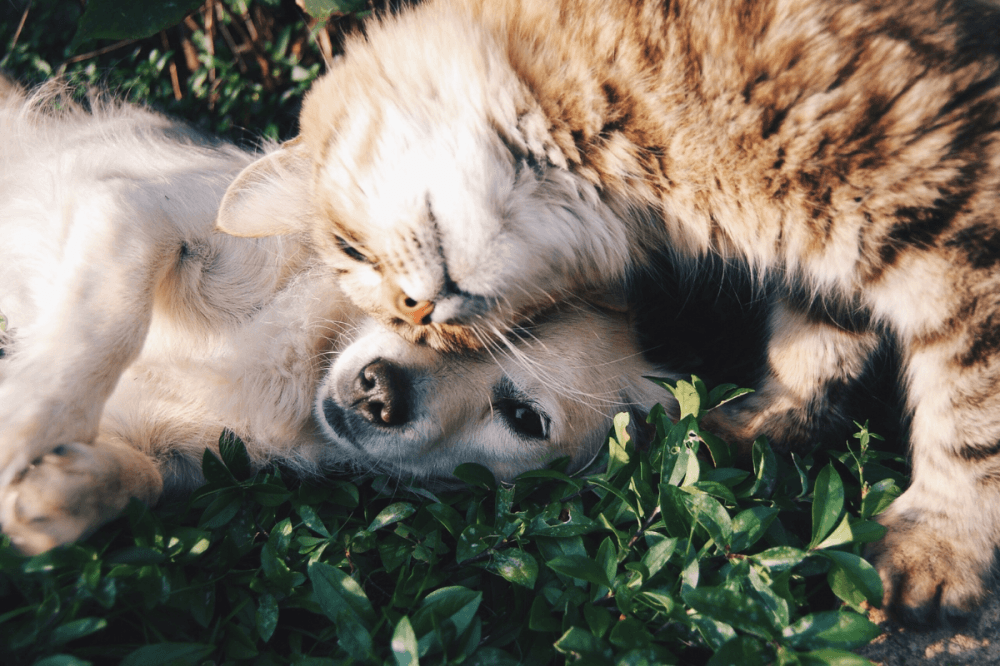 Special Pals animal shelter to celebrate 43rd anniversary, participates in July rescue events