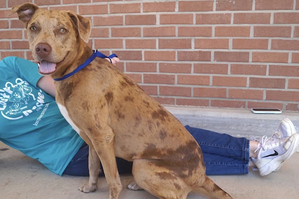 Meet an author, adopt a furry friend and see other events coming up in Grapevine, Colleyville and Southlake