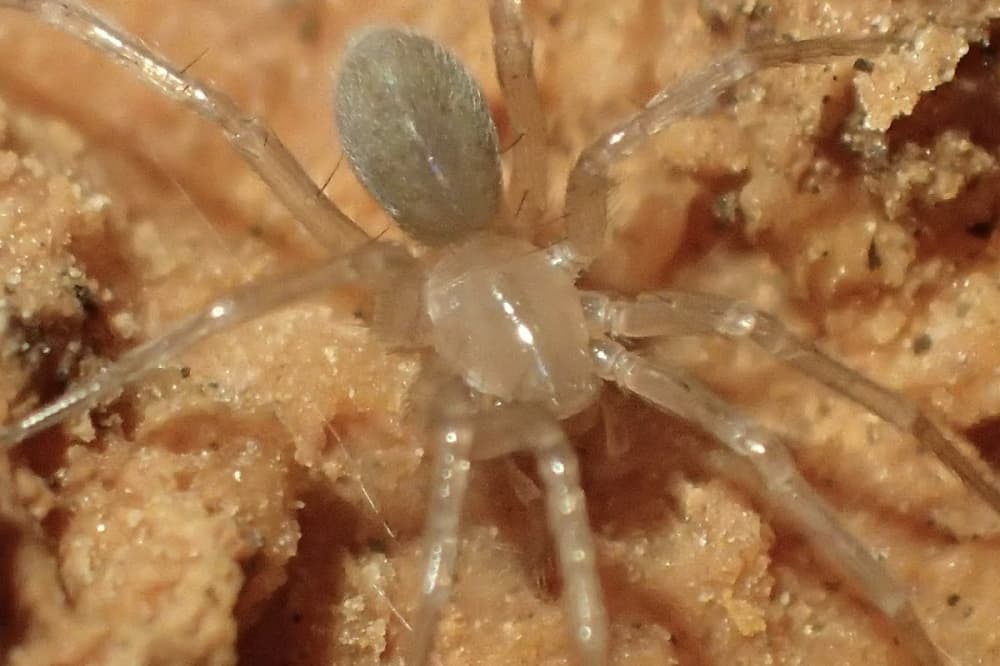 Bexar County spider being removed from endangered species list
