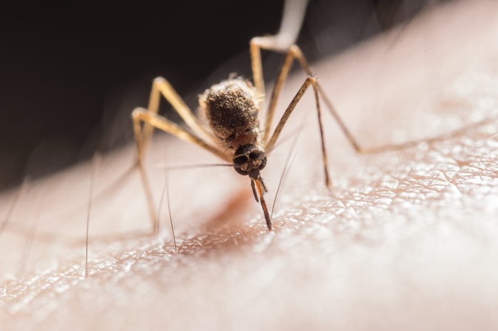 San Antonio Metro Health detects West Nile virus in local mosquito pool