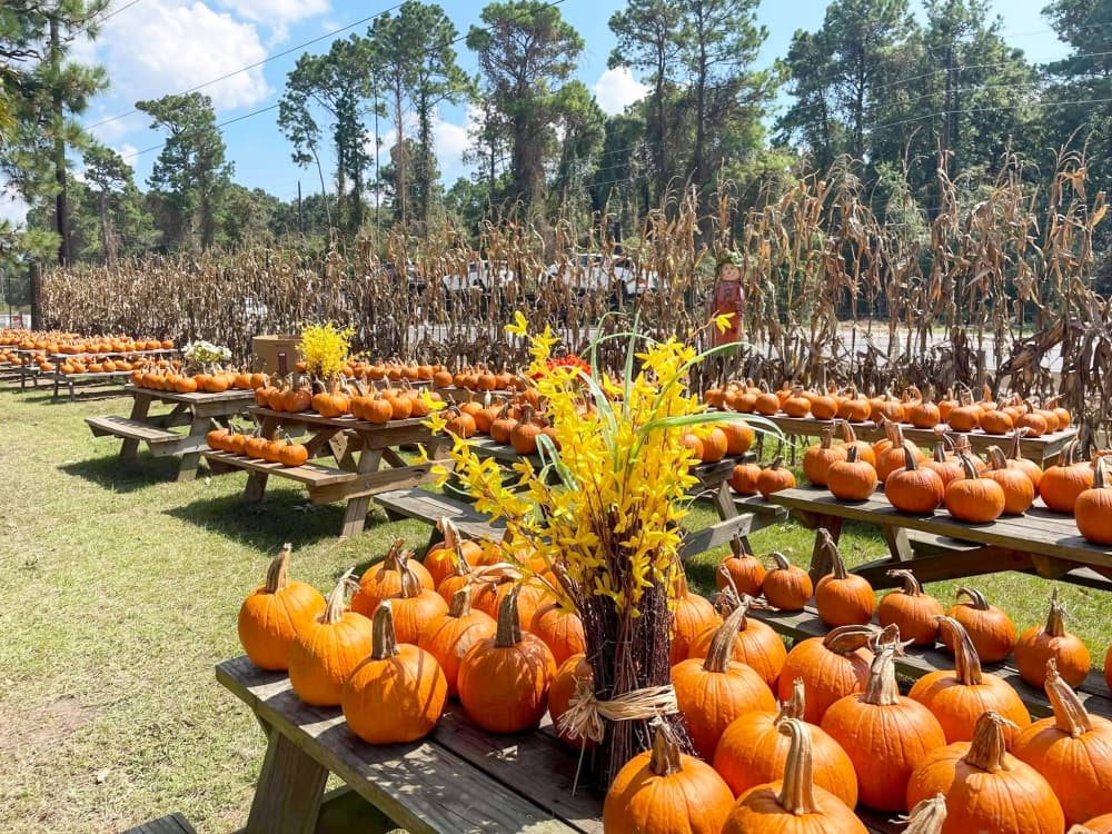 Oktoberfest, pumpkin patches, craft fairs: 14 things to do this fall in the Lake Houston area