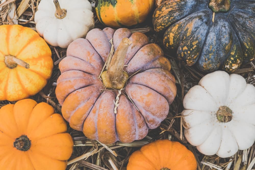 3 pumpkin patches in the Conroe, Montgomery area to enjoy this fall