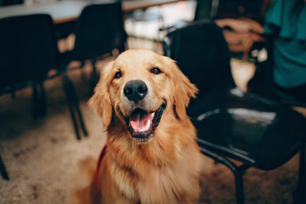 PetSuites offering pet boarding, grooming in League City