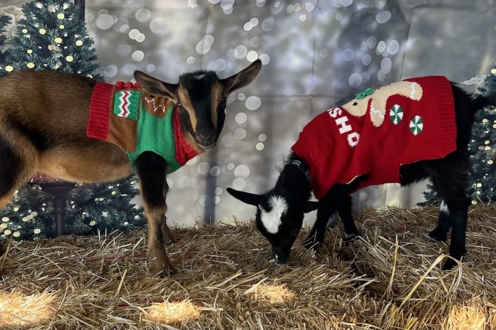 Holiday happenings to attend near Dripping Springs