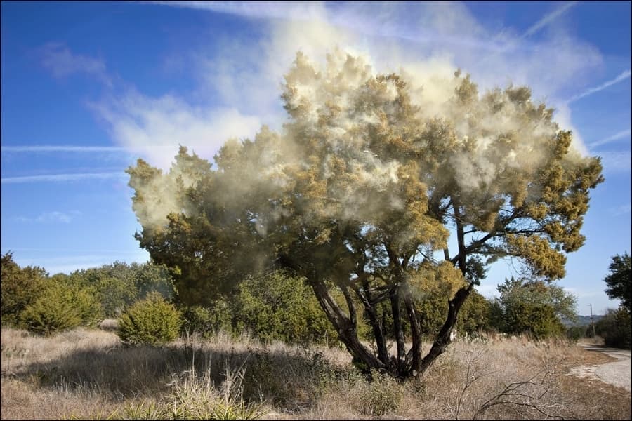 Round Rock adds density & Cedar Fever explained