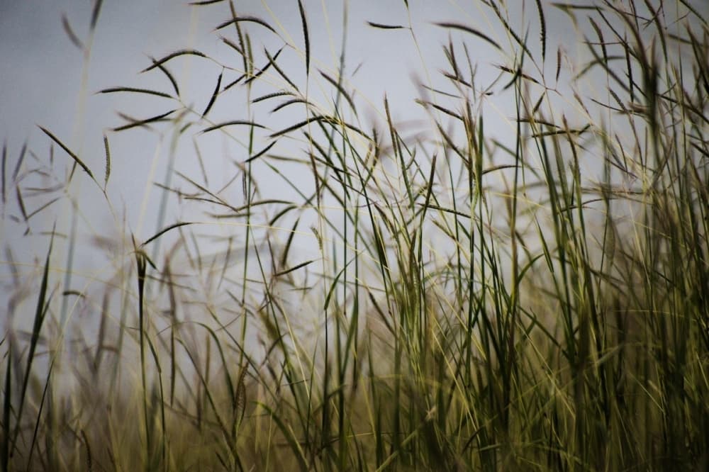 Dick Benoit Prairie Preserve recently certified as a Texas Native Prairie