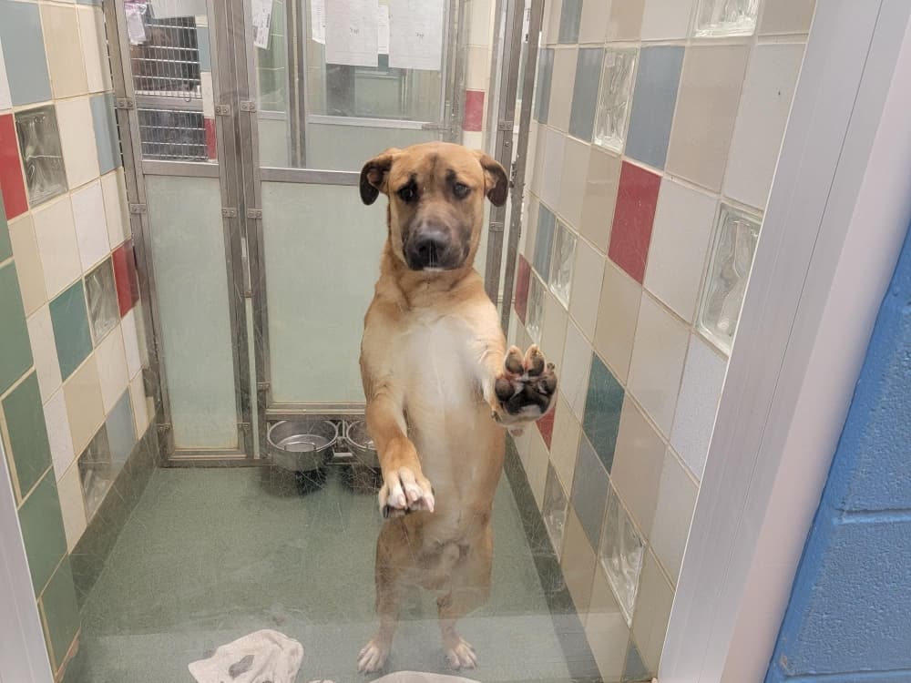 Canine influenza outbreak leads to lockdown at Plano Animal Shelter