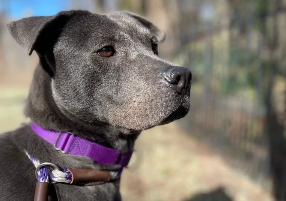 Williamson County Regional Animal Shelter inviting public to foster for a day