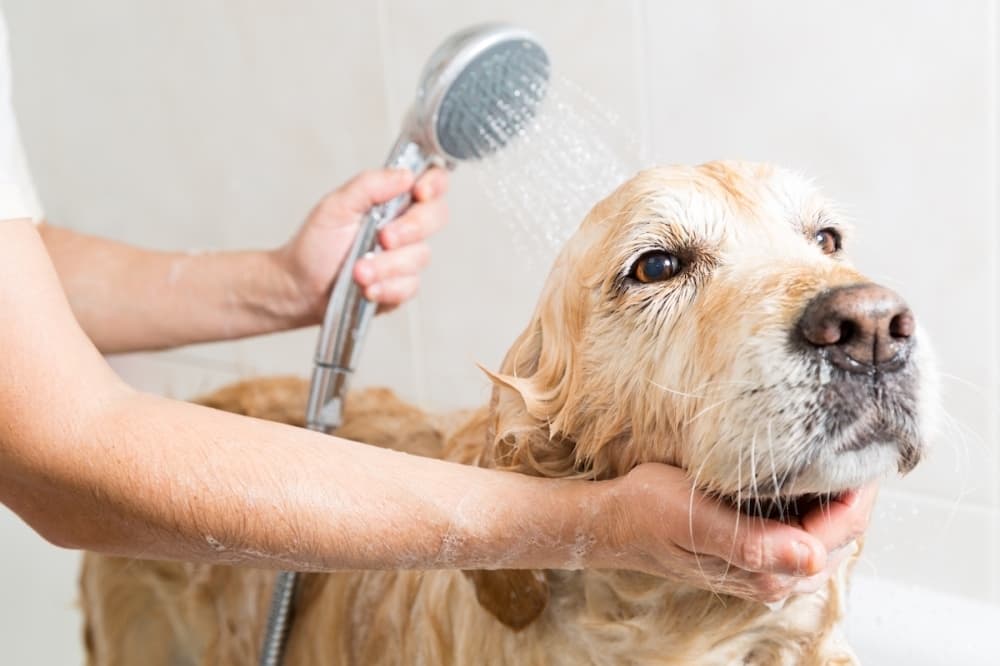Pet Unique Grooming now open in Copperfield area