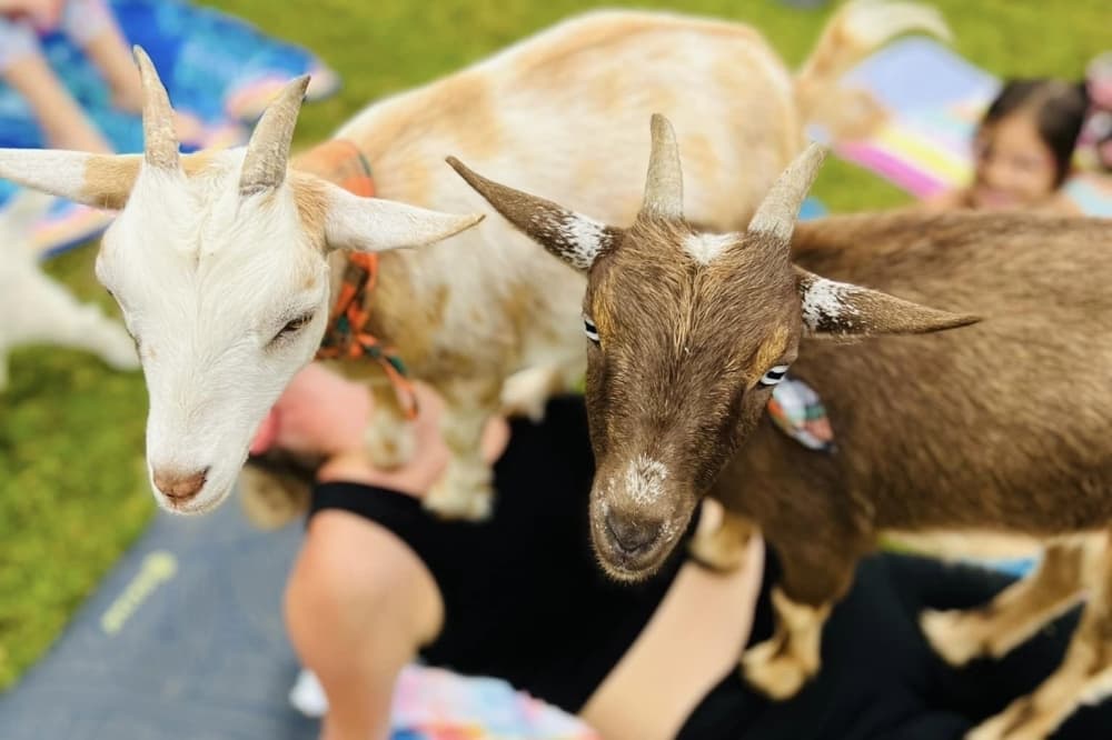 Check out these 8 things to do this August in Frisco
