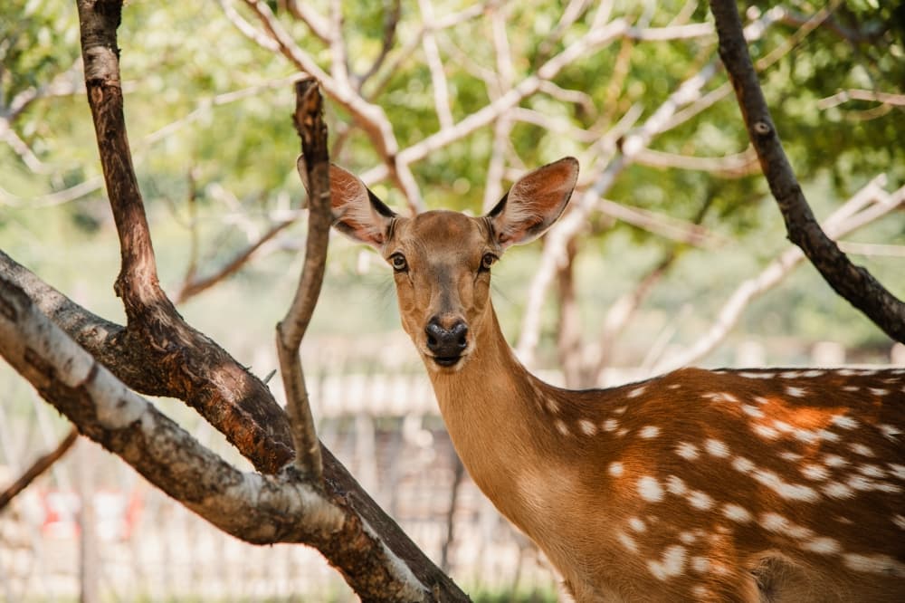State addresses chronic wasting disease found in local deer