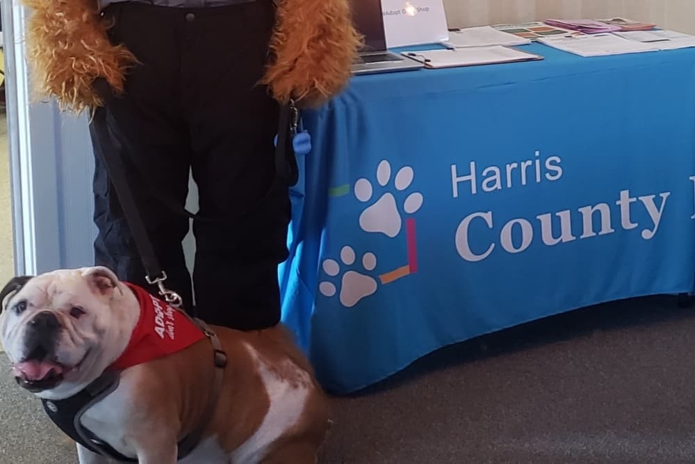 Harris County commissioners consider more county veterinarians, raise staff salaries