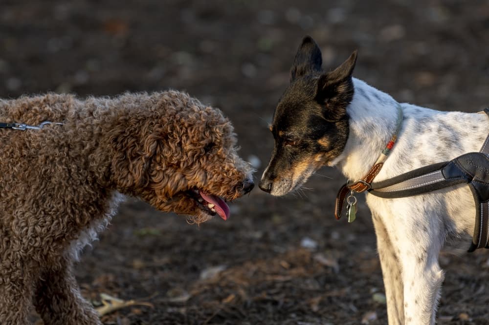 The Highlands celebrates grand opening of Paw Print Park in Porter