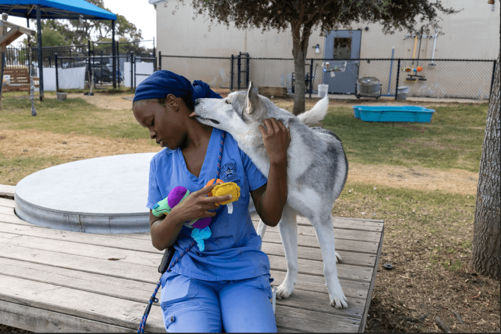 Sugar Land Animal Shelter works to combat ongoing capacity challenges