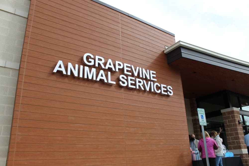 Rabid skunk found in Grapevine