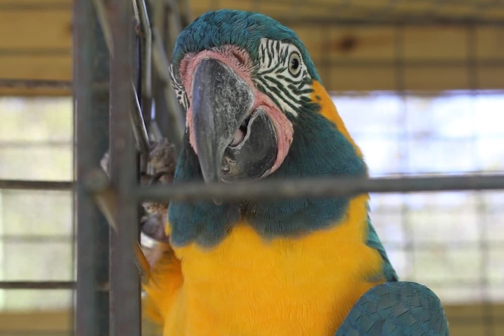 New retail shop All About Birds to raise funds for Magnolia Exotic Bird Sanctuary