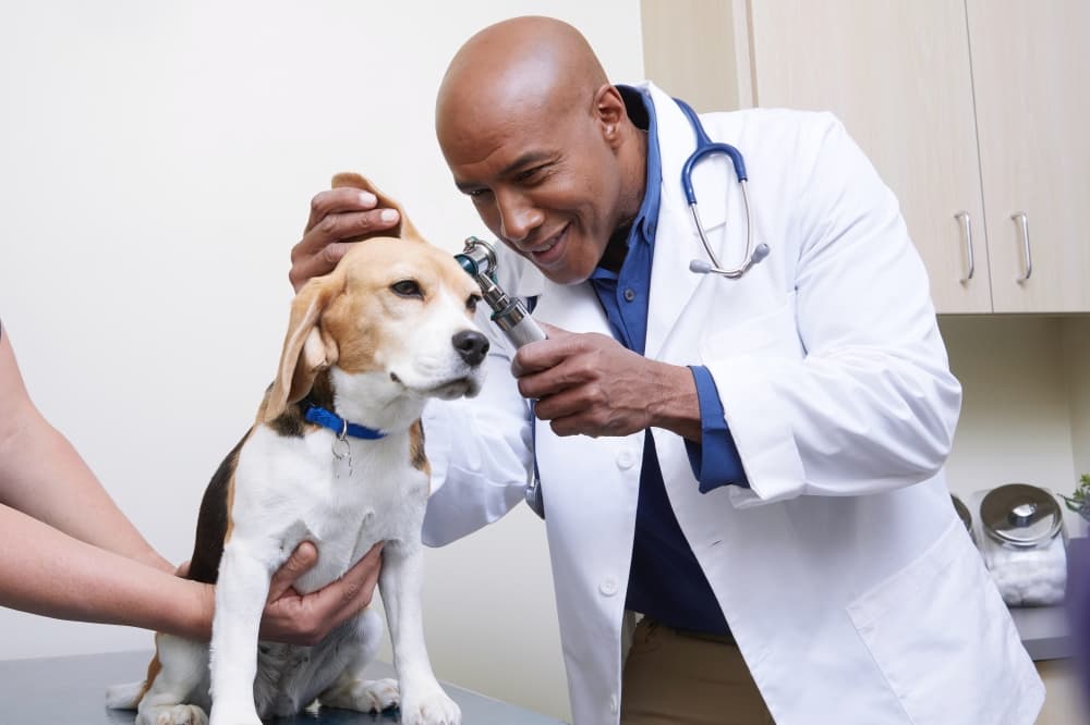 Vetco veterinary hospital opens in Spring-area Petco
