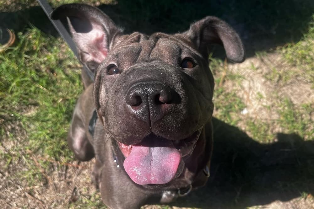 Vintage Park to welcome pup care provider Dogtopia