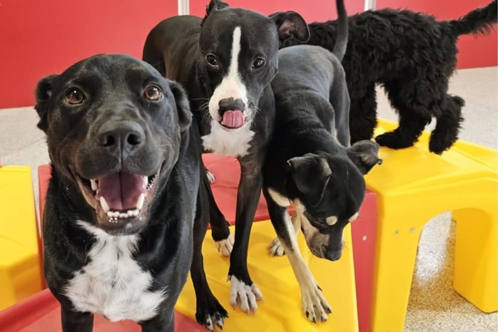 The Dog Stop opens in Katy, offers boarding, dog training