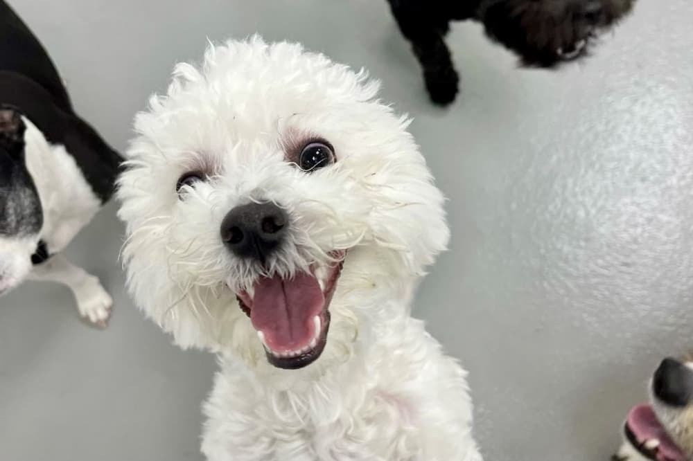 Hounds Town opens new Heights location near Downtown Houston